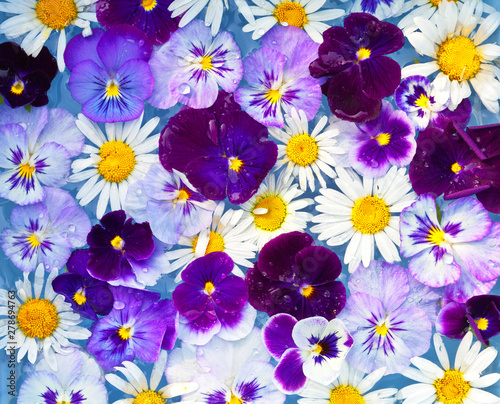 Bright summer floral background of pansy flowers and daisies in raindrops. Top view, close-up, flat lay