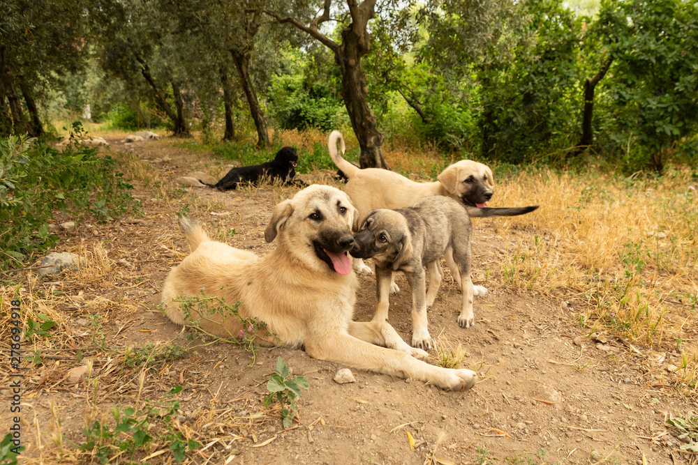 mongrel puppies playing mongrel puppies playing
