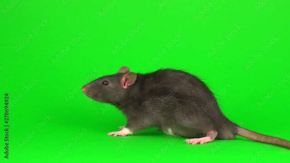 Gray rat on green screen background Gray rat on green screen background