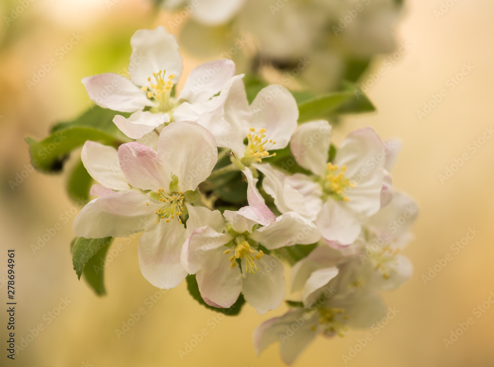 Fototapeta premium Beautiful, white apple tree blossoms blooming in a sunny day. Spring scenery in garden.