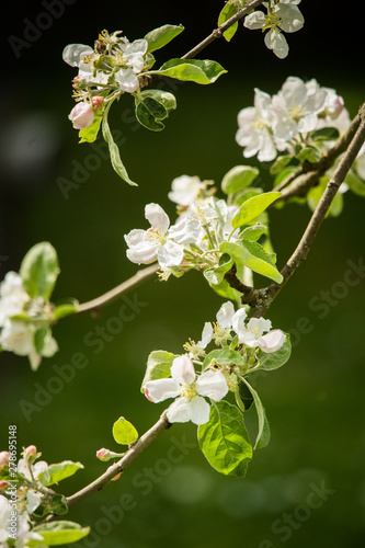 Beautiful, white apple tree blossoms blooming in a sunny day. Spring scenery in garden.