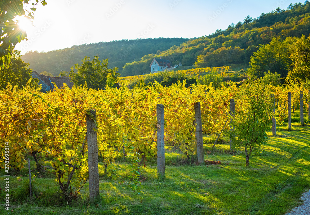 Naklejka premium Nice vineyards at lake Balaton in sunset