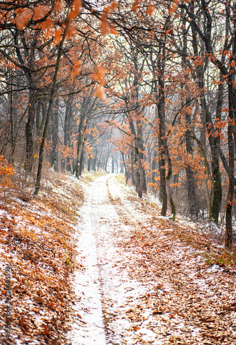 Pathway in the forest in wi...
