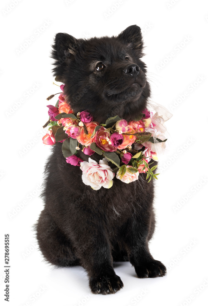 Obraz premium puppy Finnish Lapphund in studio