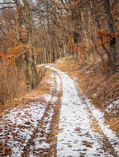 Pathway in the forest in wi...