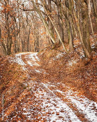 Pathway in the forest in wi...