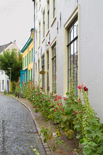 Idyllic street with old houses and colorful Hollyhocks in the charming Dutch city of Zutphen