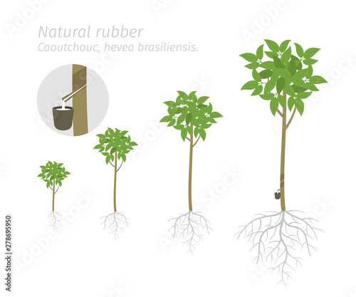 Natural rubber tree plant growth stages set. Caoutchouc ripening period progression. Hevea brasiliensis life cycle animation phases. The milky latex extracted. Stock-vektor | Adobe Stock