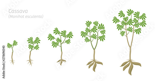 Cassava plant growth stages set. Manihot esculenta ripening period progression. Manioc, yuca macaxeira mandioca and aipim life cycle animation phases. Cassava tubers harvested. photo