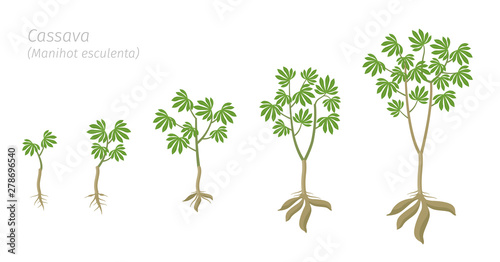 Cassava plant growth stages set. Manihot esculenta ripening period progression. Manioc, yuca macaxeira mandioca and aipim life cycle animation phases. Cassava tubers harvested.