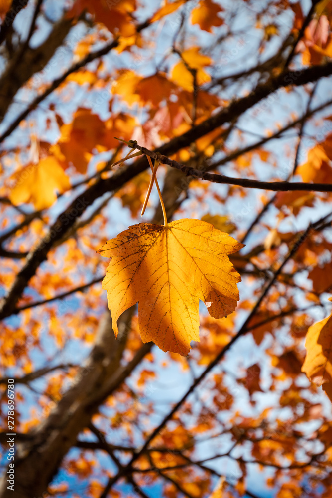 Close-up view of one orange maple leaf. Close-up view of one orange maple leaf.