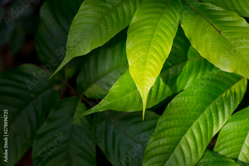 green leaves background in spring season