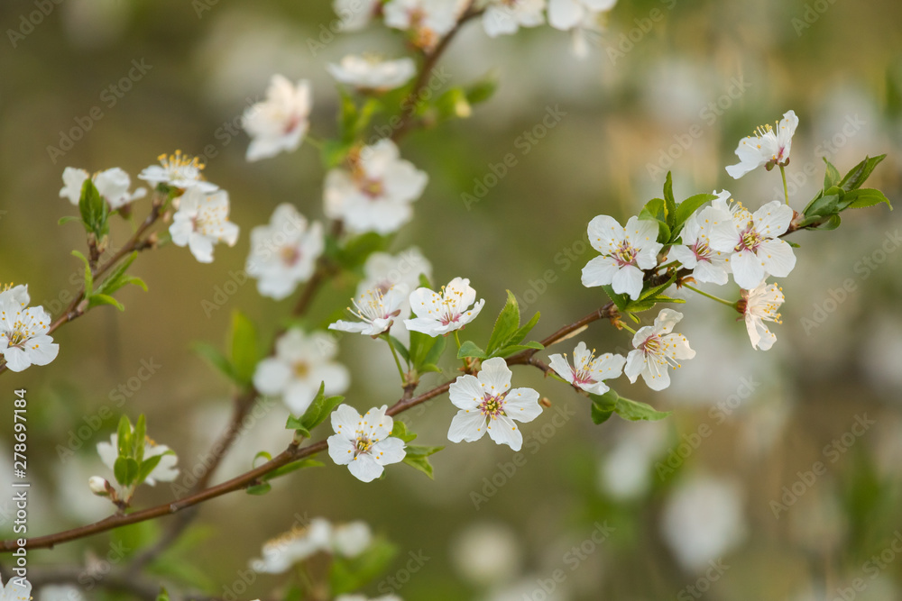 A beautiful cherry blossoms blooming in the spring. Garden fruit tree in flowers.