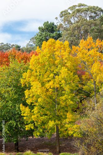 Fototapeta Naklejka Na Ścianę i Meble -  Yellow green autumn coloured trees under sunlight.