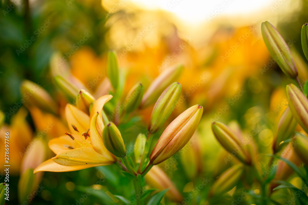 Flower buds and Lilies in the garden Flower buds and Lilies in the garden