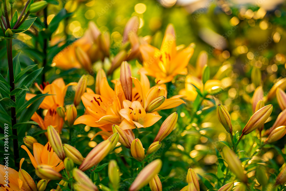 Fototapeta premium Flower buds and Lilies in the garden