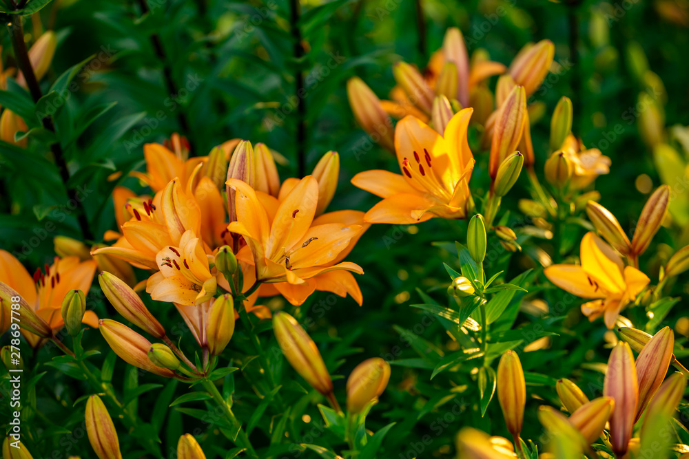 Flower buds and Lilies in the garden