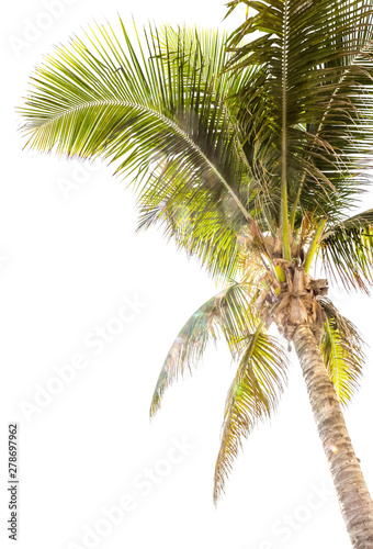 palm tree isolated on white background © Unclesam