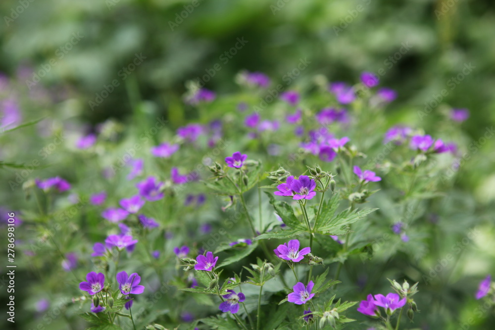 meadow greens, flowering plants, purple flowers on green long stems, meadow herbs and flowers meadow greens, flowering plants, purple flowers on green long stems, meadow herbs and flowers