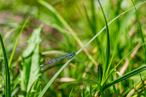 Blue dragonfly on a blade of grass