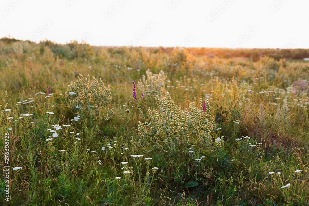Obraz premium Wild flowers and grass at summer meadow at sunset
