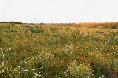 Bild auf Leinwand Wild flowers and grass at summer meadow at sunset