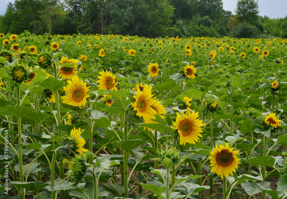 blooming Sunflowers in the field in the summer time blooming Sunflowers in the field in the summer time