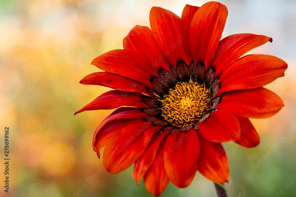 the full bloom red gazania the full bloom red gazania