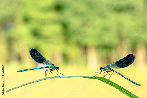 coppia di calopteryx splendens