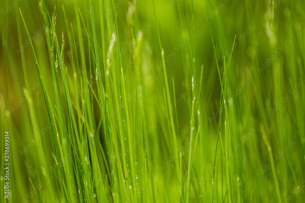A beautiful, green grass full of morning dew. Natural freshness in spring. A beautiful, green grass full of morning dew. Natural freshness in spring.