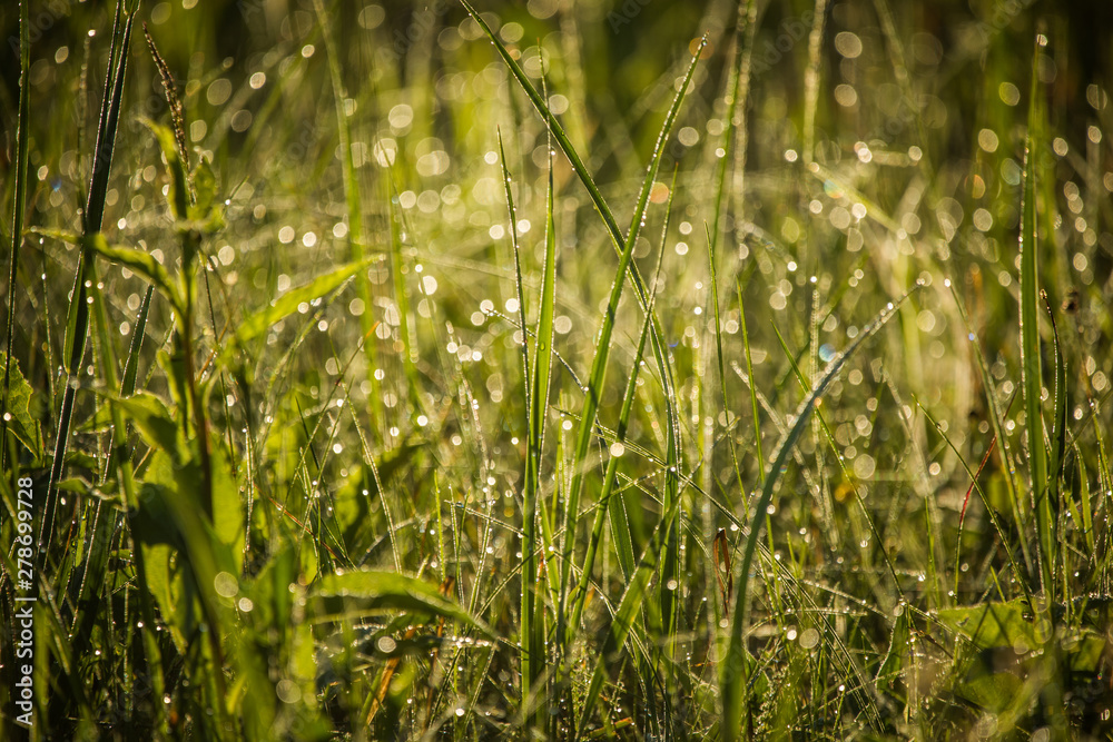 A beautiful, green grass full of morning dew. Natural freshness in spring. A beautiful, green grass full of morning dew. Natural freshness in spring.