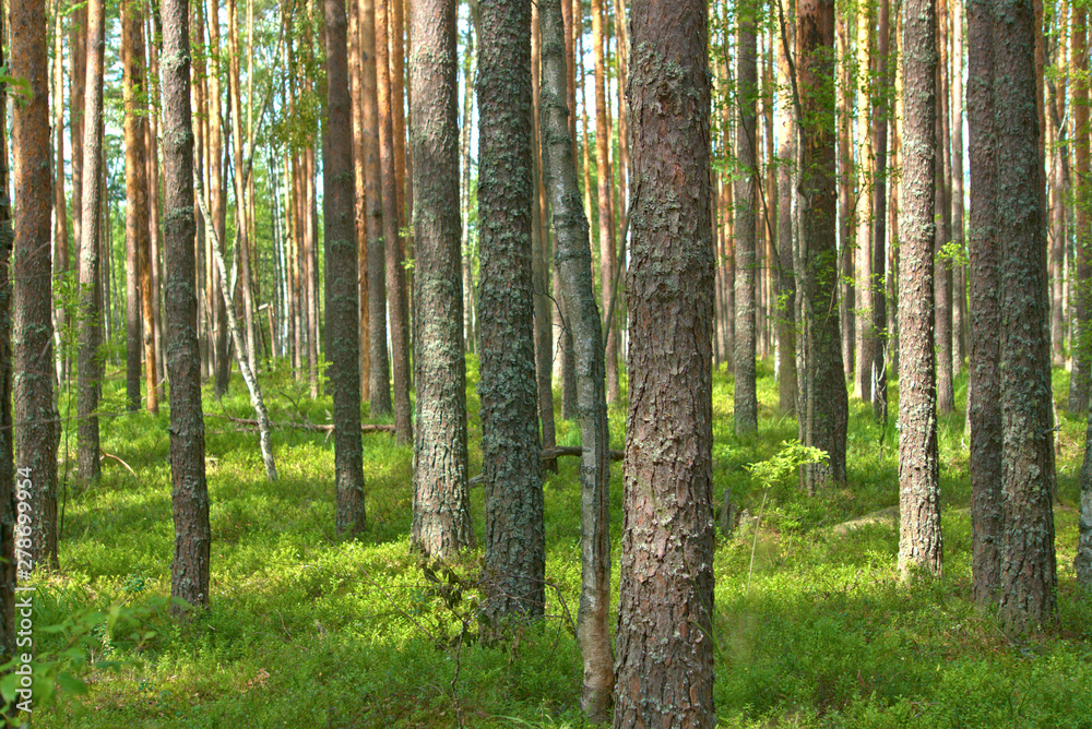 Pine forest in summer. Kostroma region, Russia. Pine forest in summer. Kostroma region, Russia.
