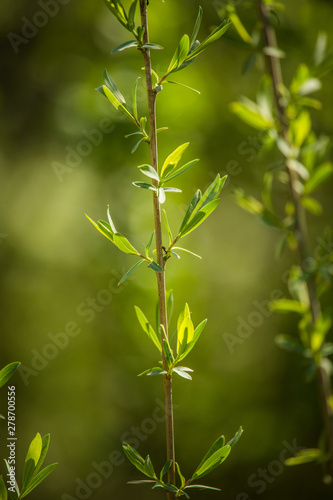 Beautiful, fresh, green spring leaves in the branches. Natural, sunny spring day in forest