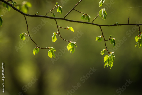 Foto Beautiful, fresh, green spring leaves in the branches