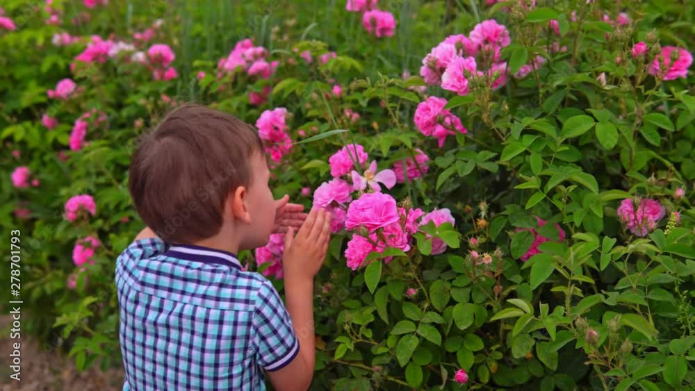 Little boy sniffs roses in flowering garden Little boy sniffs roses in flowering garden