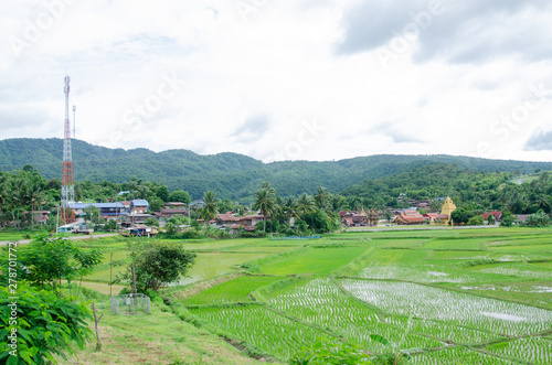 Green rice filde in Amphoe Na Haeo loei. photo