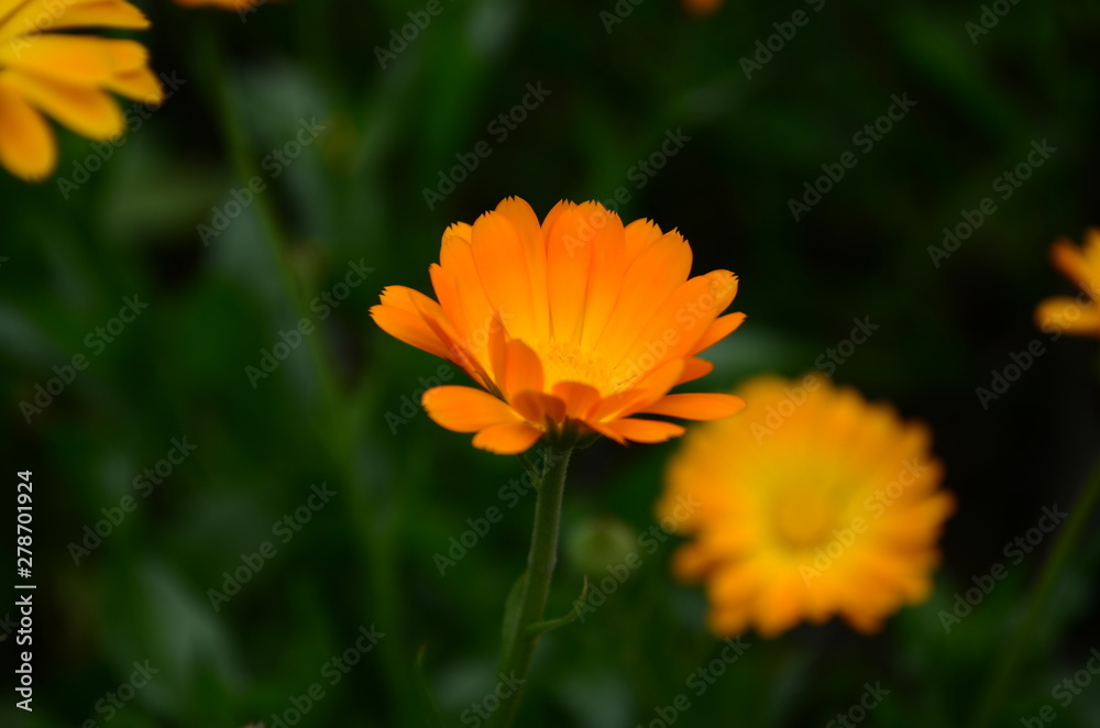 Calendula flower on summer day. Closeup medicinal flower herb for tea or oil, top view Calendula flower on summer day. Closeup medicinal flower herb for tea or oil, top view
