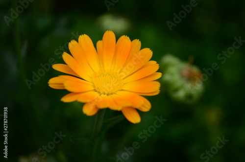 Calendula flower on summer day. Closeup medicinal flower herb for tea or oil  top view