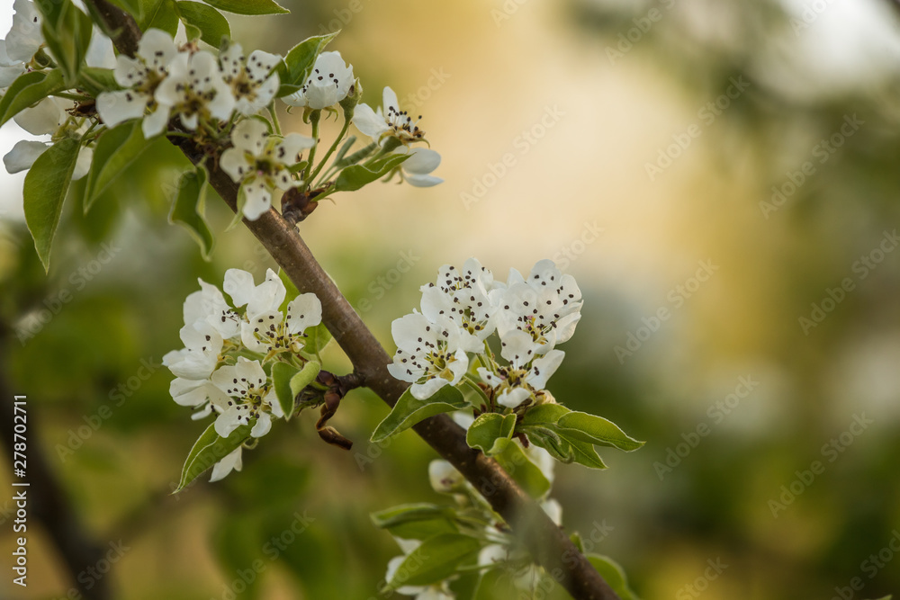 A beautiful white pear tree flowers in spring. Fruit tree blossoming in garden in Latvia, Northern Europe.