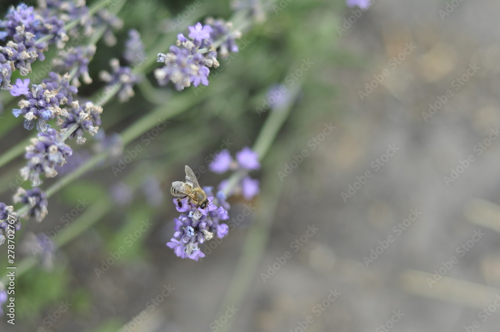 Bee pollinating a lavender flower in a summer flower bed for honey production Bee pollinating a lavender flower in a summer flower bed for honey production
