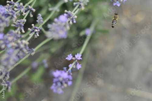 Fototapeta Naklejka Na Ścianę i Meble -  Bee pollinating a lavender flower in a summer flower bed for honey production