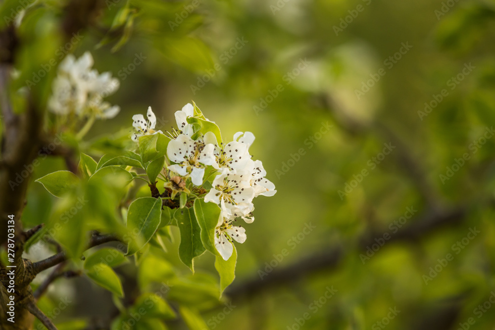 A beautiful white pear tree flowers in spring. Fruit tree blossoming in garden in Latvia, Northern Europe. A beautiful white pear tree flowers in spring. Fruit tree blossoming in garden in Latvia, Northern Europe.