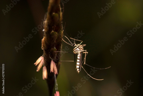 Giant mosquito, Nagla block, Mumbai, Maharashtra, India photo