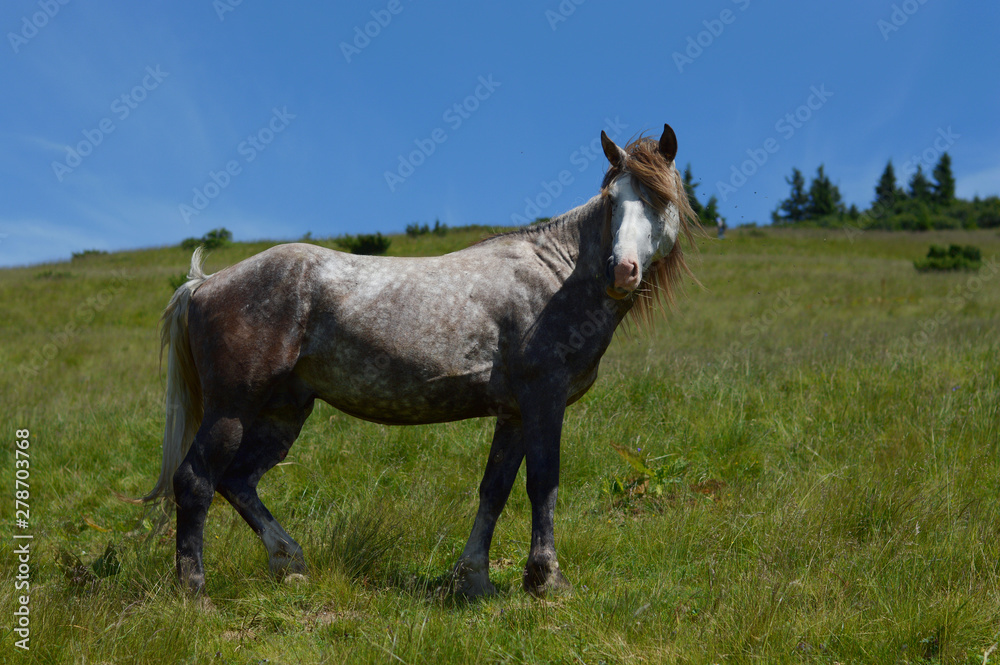 Fototapeta premium White grey horse stands sideways on the mountain in the summer.
