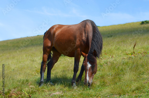 Fototapeta Naklejka Na Ścianę i Meble -  Thoroughbred young horse posing against spring fields.