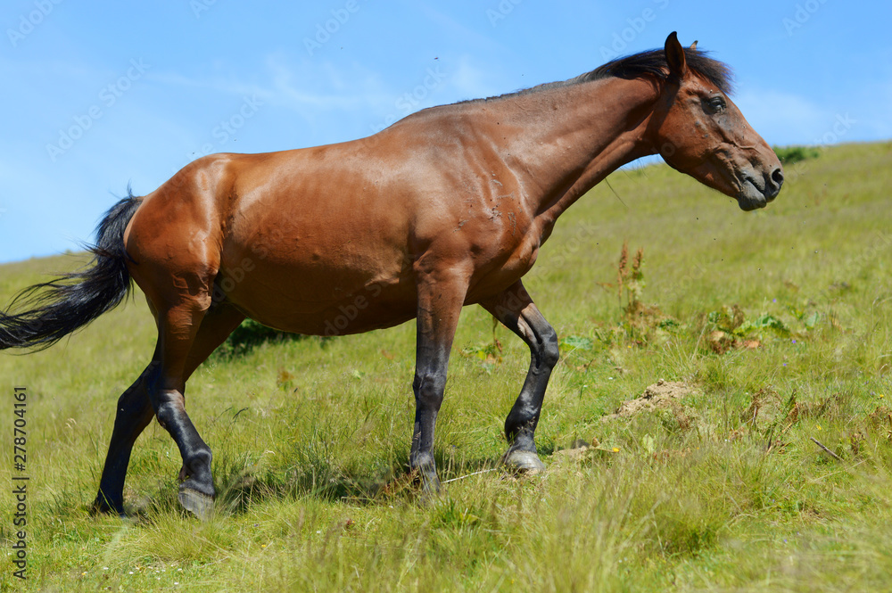 Thoroughbred young horse posing against spring fields. Thoroughbred young horse posing against spring fields.
