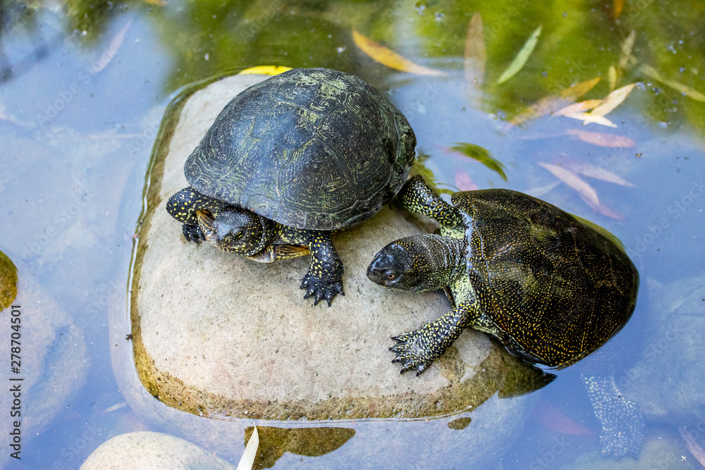 Obraz premium Two turtles on the stone in the river are getting warm in the sun_
