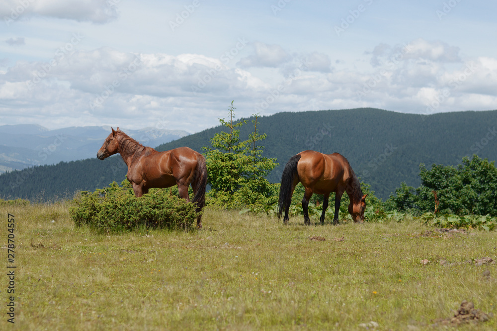 Ukrainian Carpathian Mountains