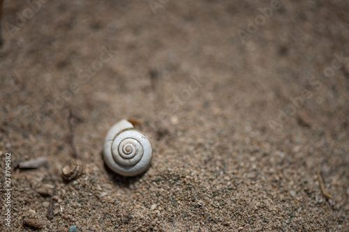 A shell on the sand