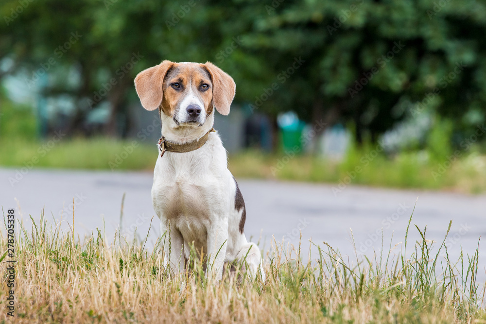 Dog breeds Estonian hound sits on the grass near the road_
